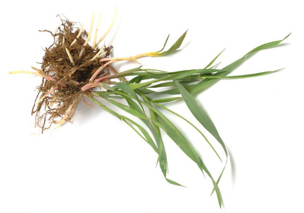 ریشه مرغ  یا هفت بند (بسته بندی 50 گرمی)